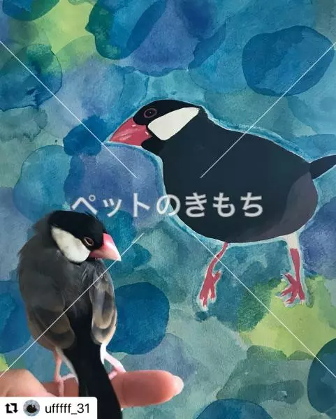 迷子鳥の画像