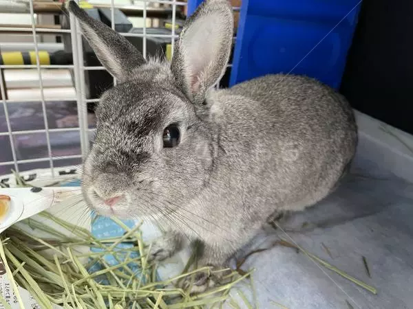 保護ペットの画像