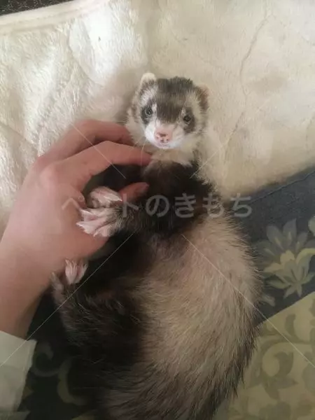 迷子ペットの画像