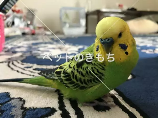 コメント投稿の画像