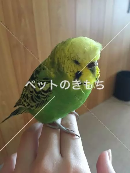 保護鳥の画像
