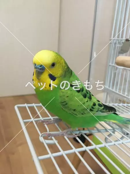 迷子鳥の画像