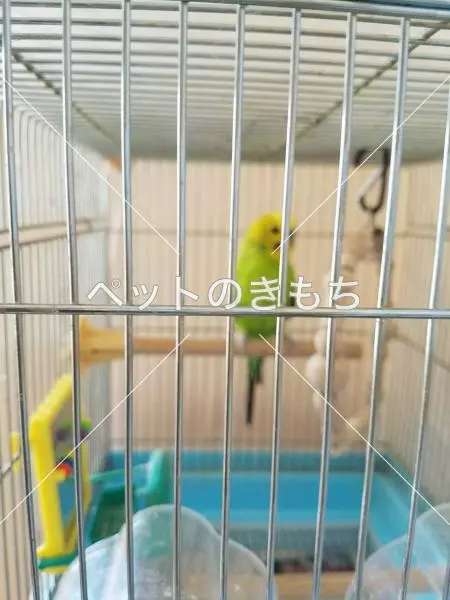 迷子鳥の画像