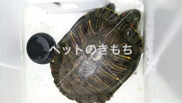 保護ペットの画像