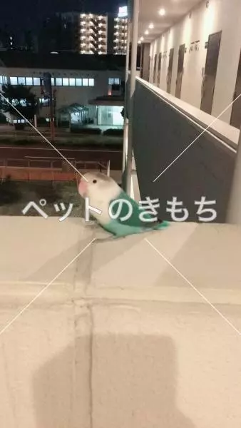 保護鳥の画像