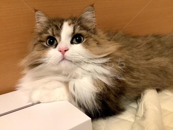 迷子猫の画像