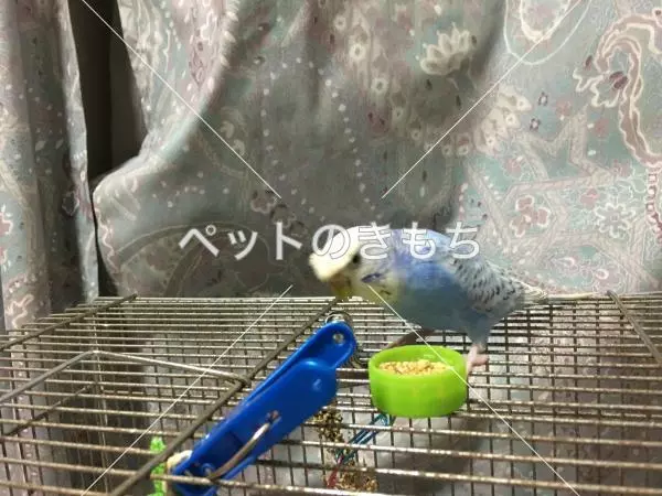 コメント投稿の画像