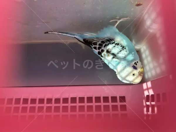 保護鳥の画像