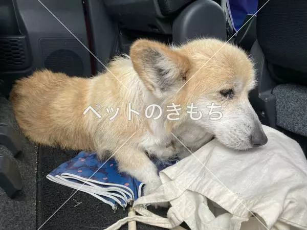 保護犬の画像