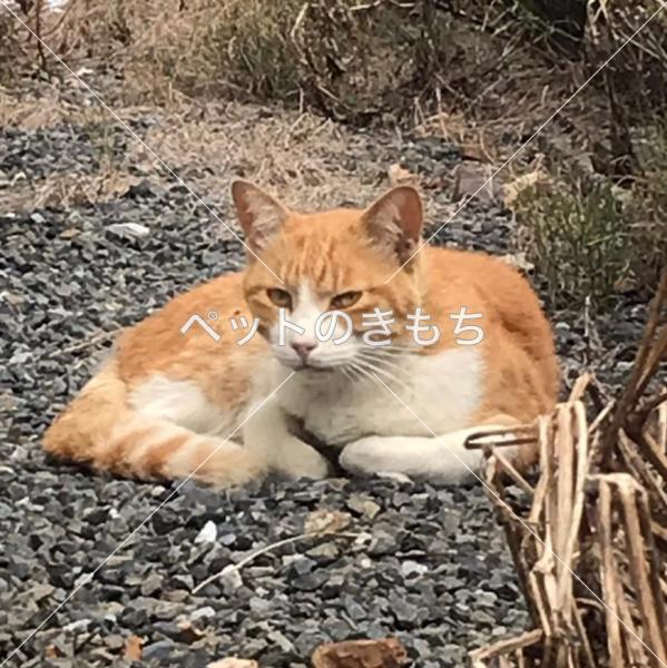 保護猫の写真