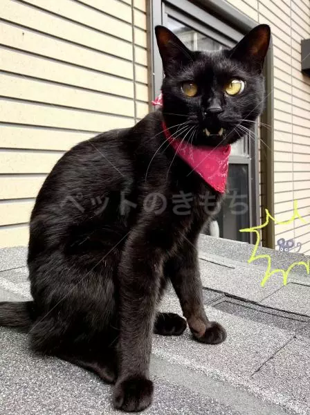 迷子猫の画像