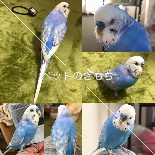 コメント投稿の画像