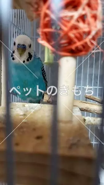 迷子鳥の画像