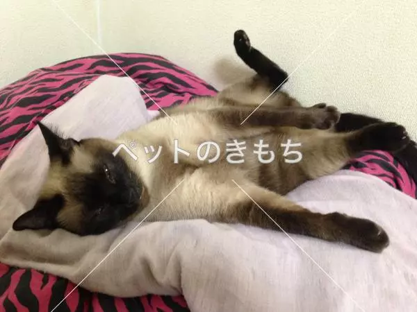 迷子猫の画像