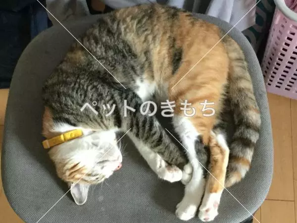迷子猫の画像