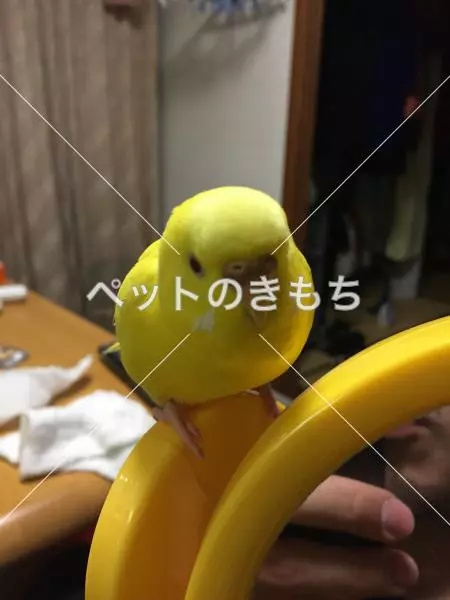 迷子鳥の画像