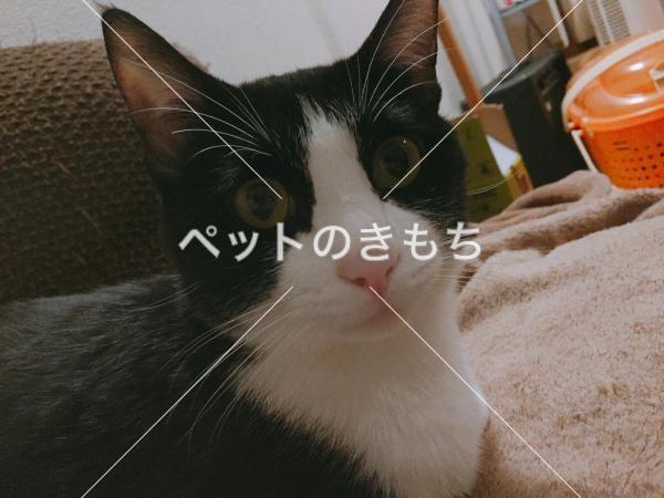 迷子猫の画像