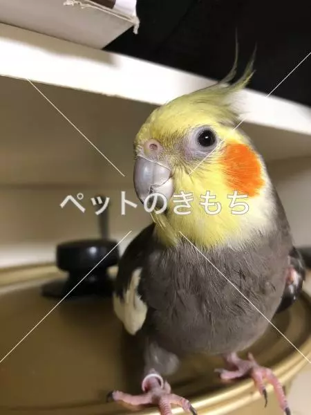 迷子鳥の画像