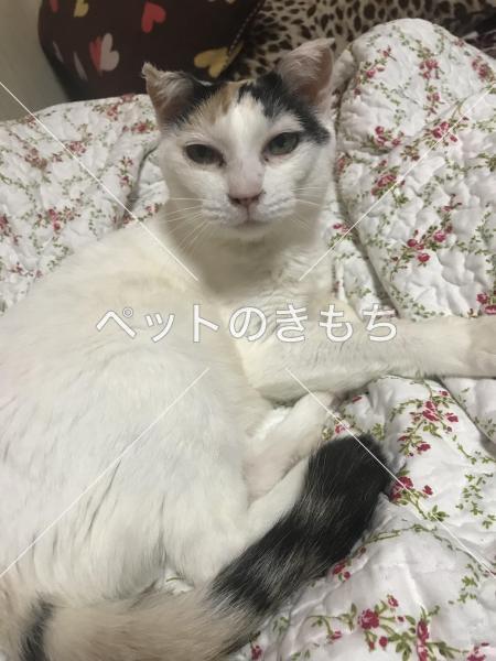 迷い猫の写真
