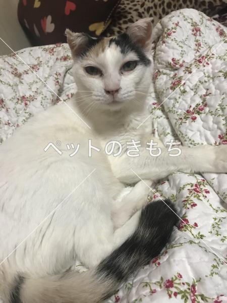 迷子猫の画像