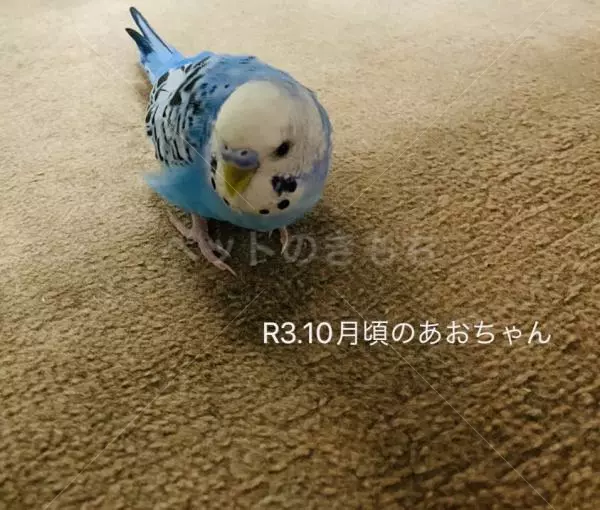 迷子鳥の画像