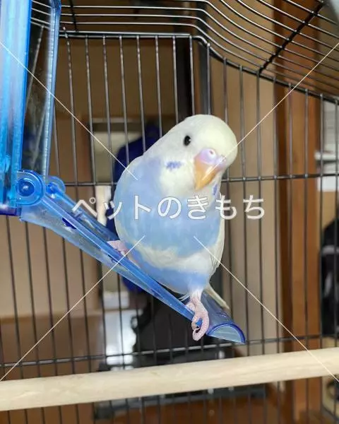 迷子鳥の画像