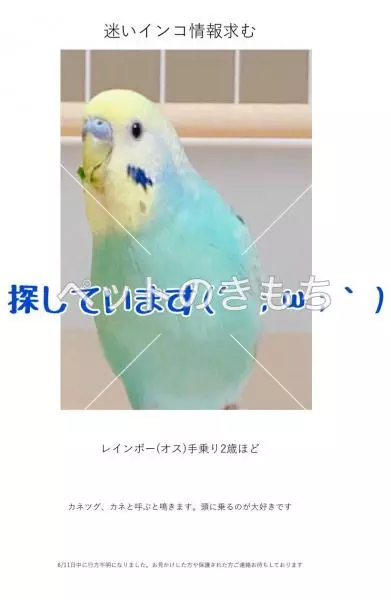 迷子鳥の画像