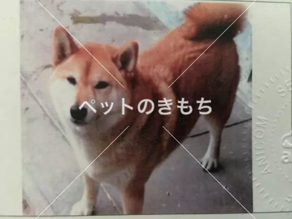 迷子犬の画像