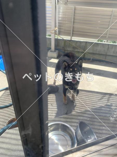 迷い犬の写真
