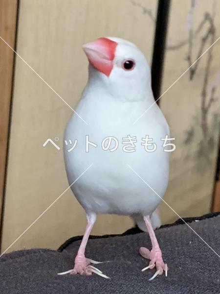 迷い鳥の写真