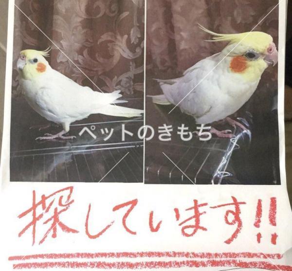 迷い鳥の写真