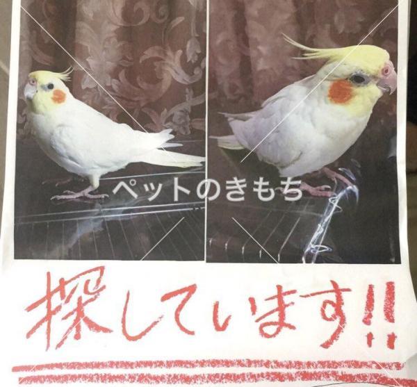 迷子鳥の画像