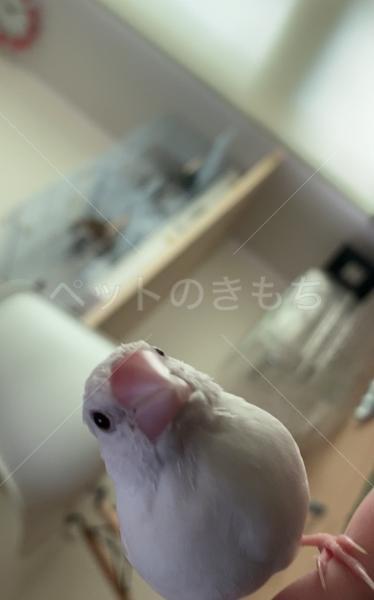 迷子鳥の画像