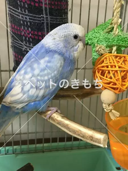 迷子鳥の画像