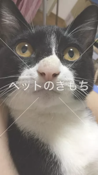 迷子猫の画像