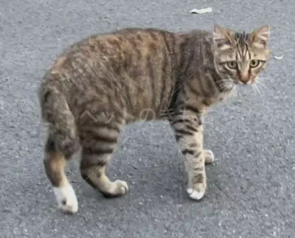 迷子猫の画像