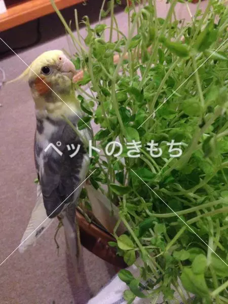 コメント投稿の画像