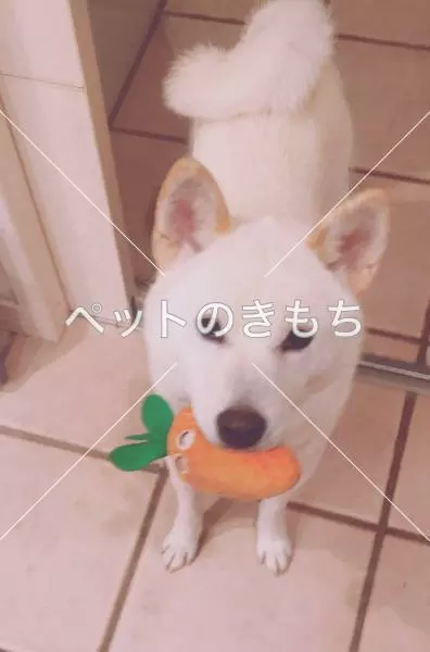 迷子犬の画像