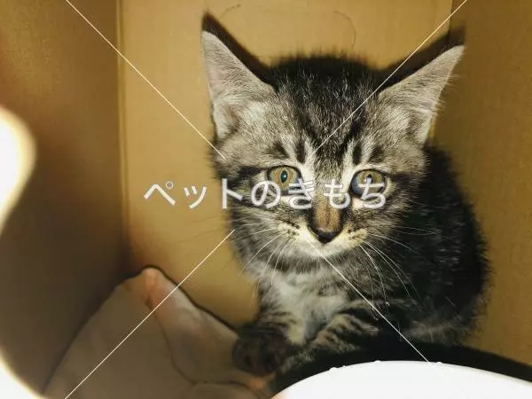 迷子猫の画像