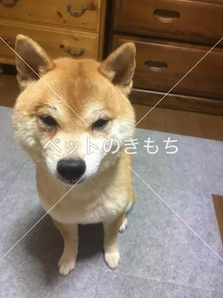 迷子犬の画像