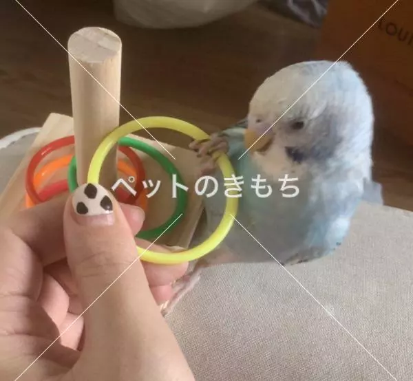 迷子鳥の画像