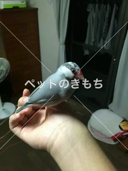 迷子鳥の画像