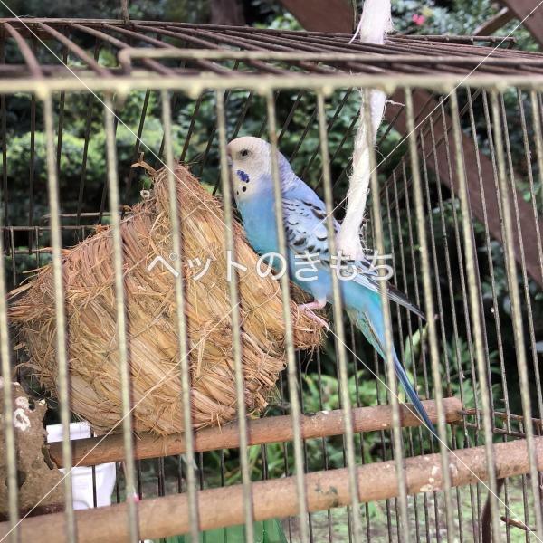 保護鳥の写真