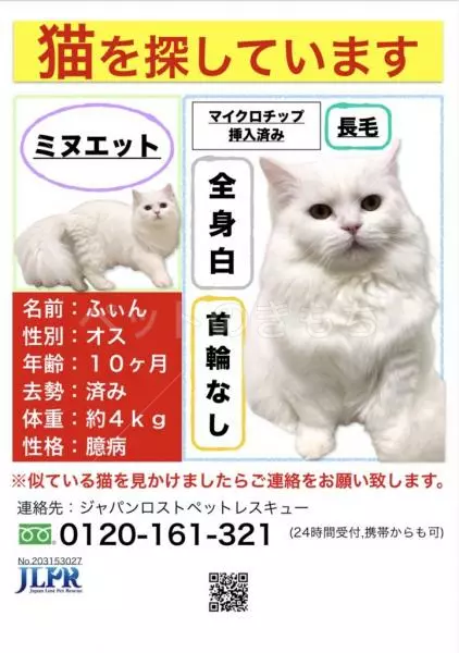 迷子猫の画像