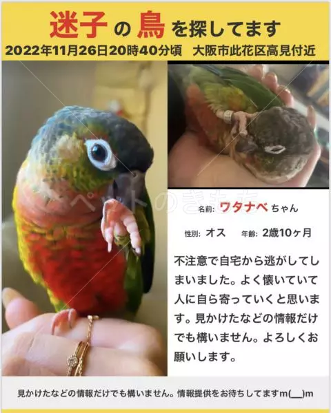 迷子鳥の画像