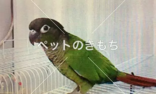 迷子鳥の画像