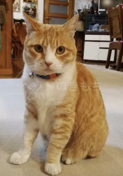 迷子猫の画像