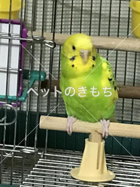 迷子鳥の画像