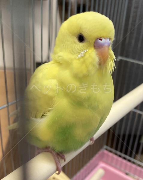 保護鳥の画像