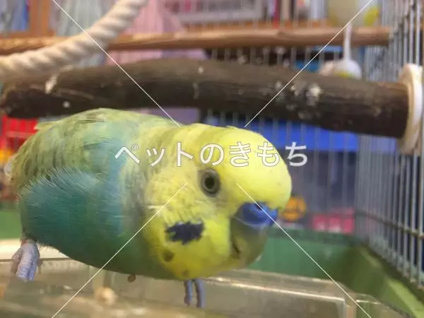 迷子鳥の画像